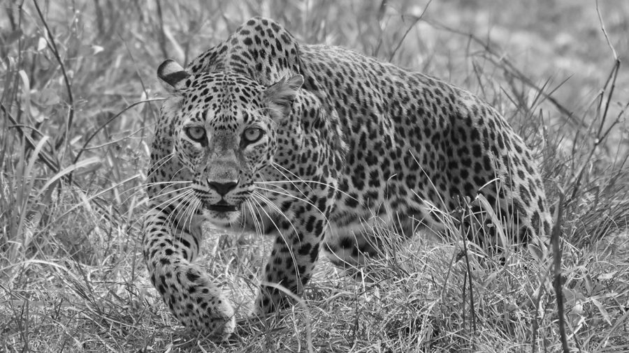 Night-vision field camera detection of a leopard